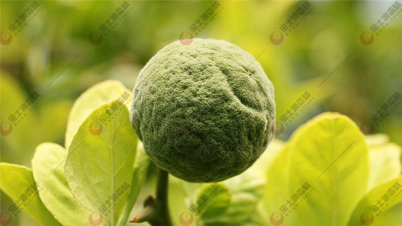 ٘ϵĹ